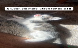 Mixed Breed cats for sale: BOY KITTEN FOR SALE - Image 1