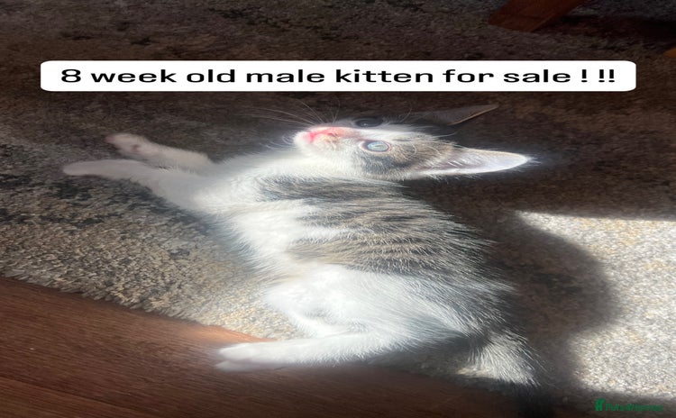 Mixed Breed cats - Advert 1