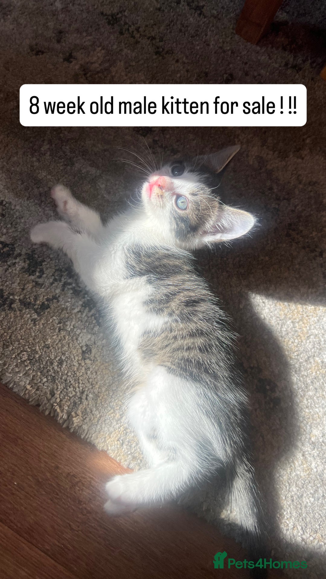 Mixed Breed cats for sale: BOY KITTEN FOR SALE - Image 1
