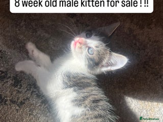 Mixed Breed cats - Advert 4