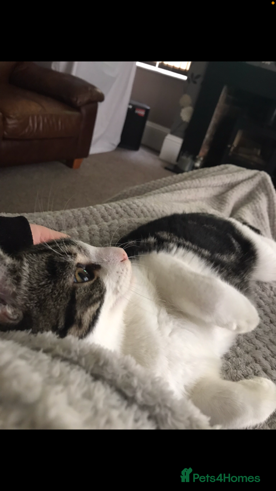 British Shorthair cats for sale: I need a new home,  - Image 3