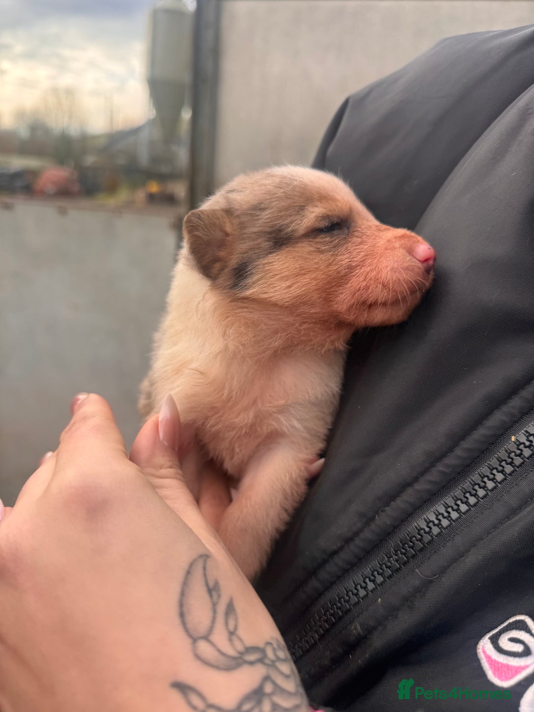 Border Collie dogs for sale: Blue merle collies - Advert 19