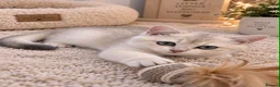British Shorthair cats for sale: Blue golden chinchila! READY TO GO! - Advert 35