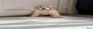 Pup 4 - Cream Girl