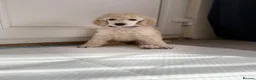 Standard Poodle dogs for sale: KC STANDARD POODLE PUPPIES - Advert 15