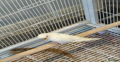 Budgerigars birds Budgies for sale bonded pair  - Advert 11