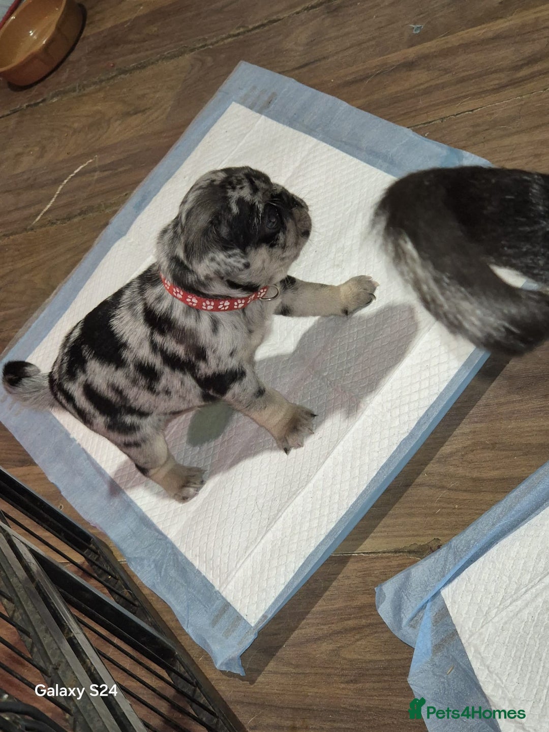 Pug dogs for sale: KC reg Pug puppies  - Advert 22