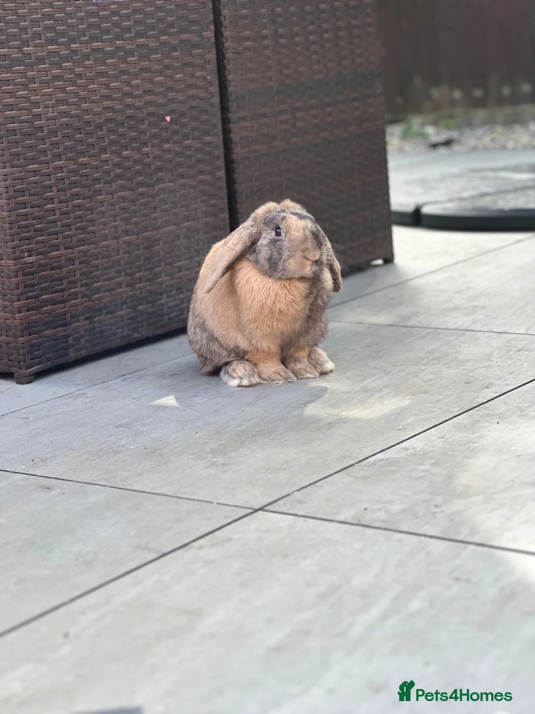 Mini Lop rabbits for sale: Beautiful Mini Lop  - Advert 2