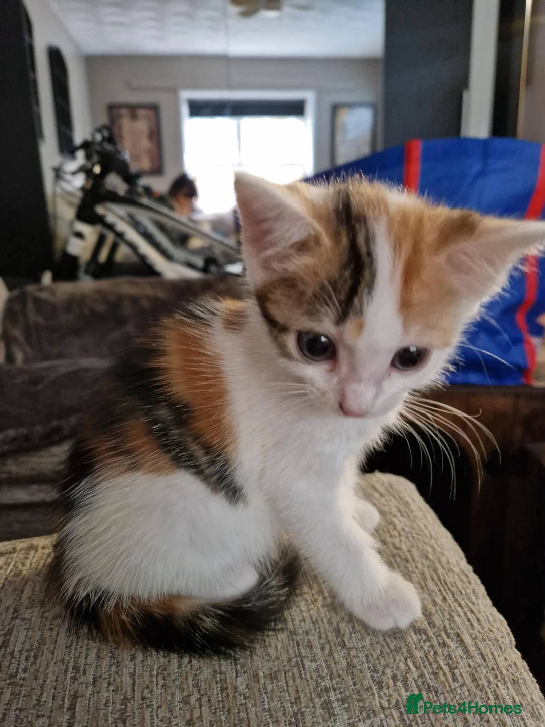 Mixed Breed cats for sale: 6 beautiful kittens ready for new homes - Advert 2