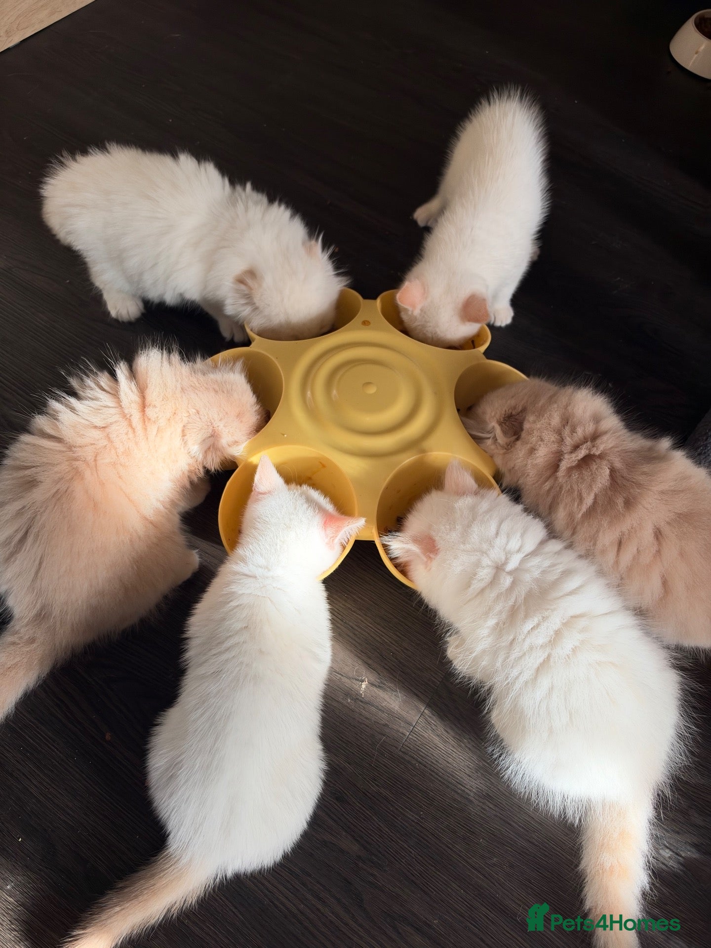 Scottish Fold cats for sale: Fold & Straight Kittens Looking for Loving Homes - Advert 1