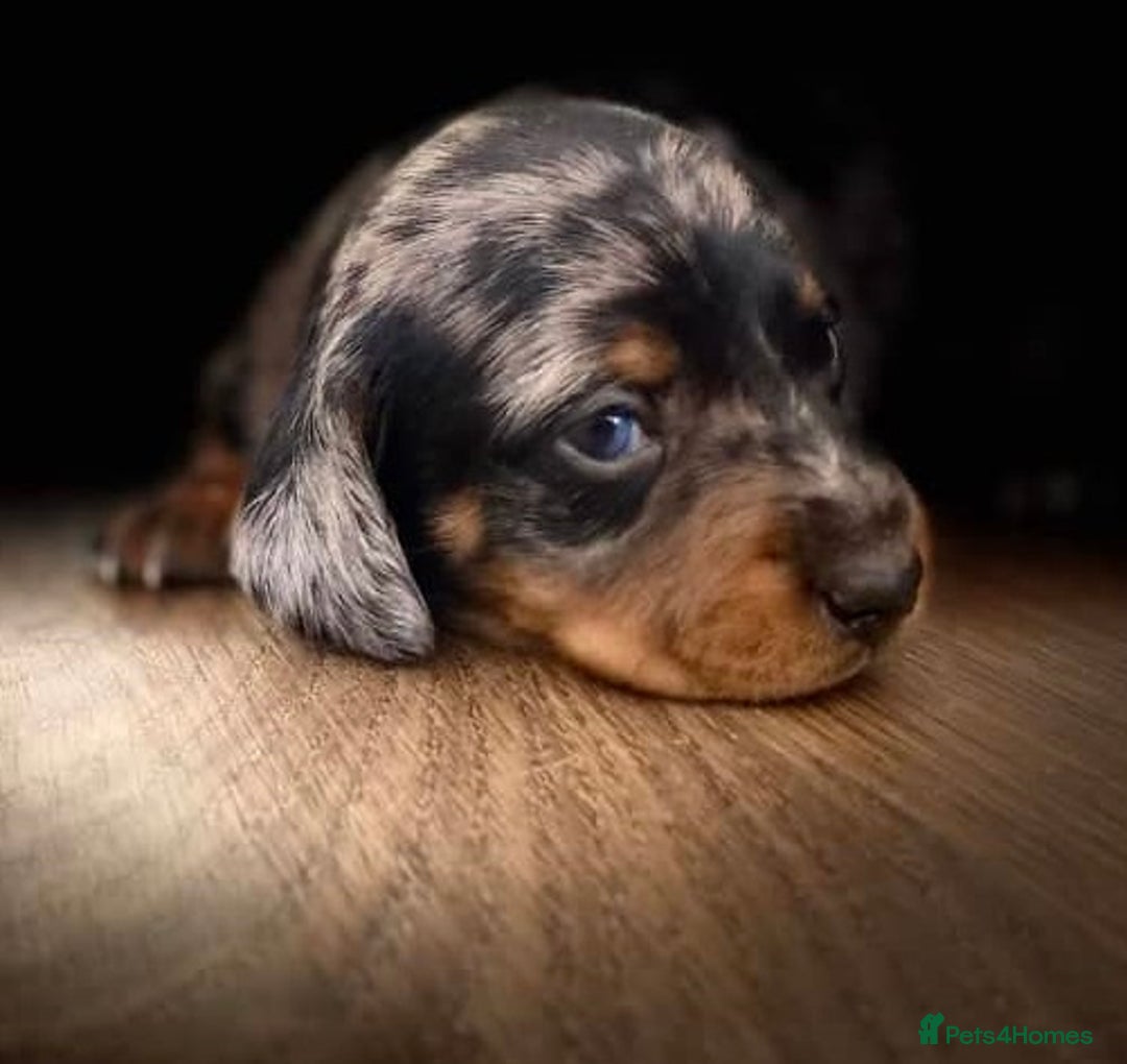Miniature Dachshund dogs for sale: Perfect smoothhair mini dapple doxies for sale - Image 5