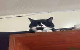 European cats for sale: Kitty - Image 3