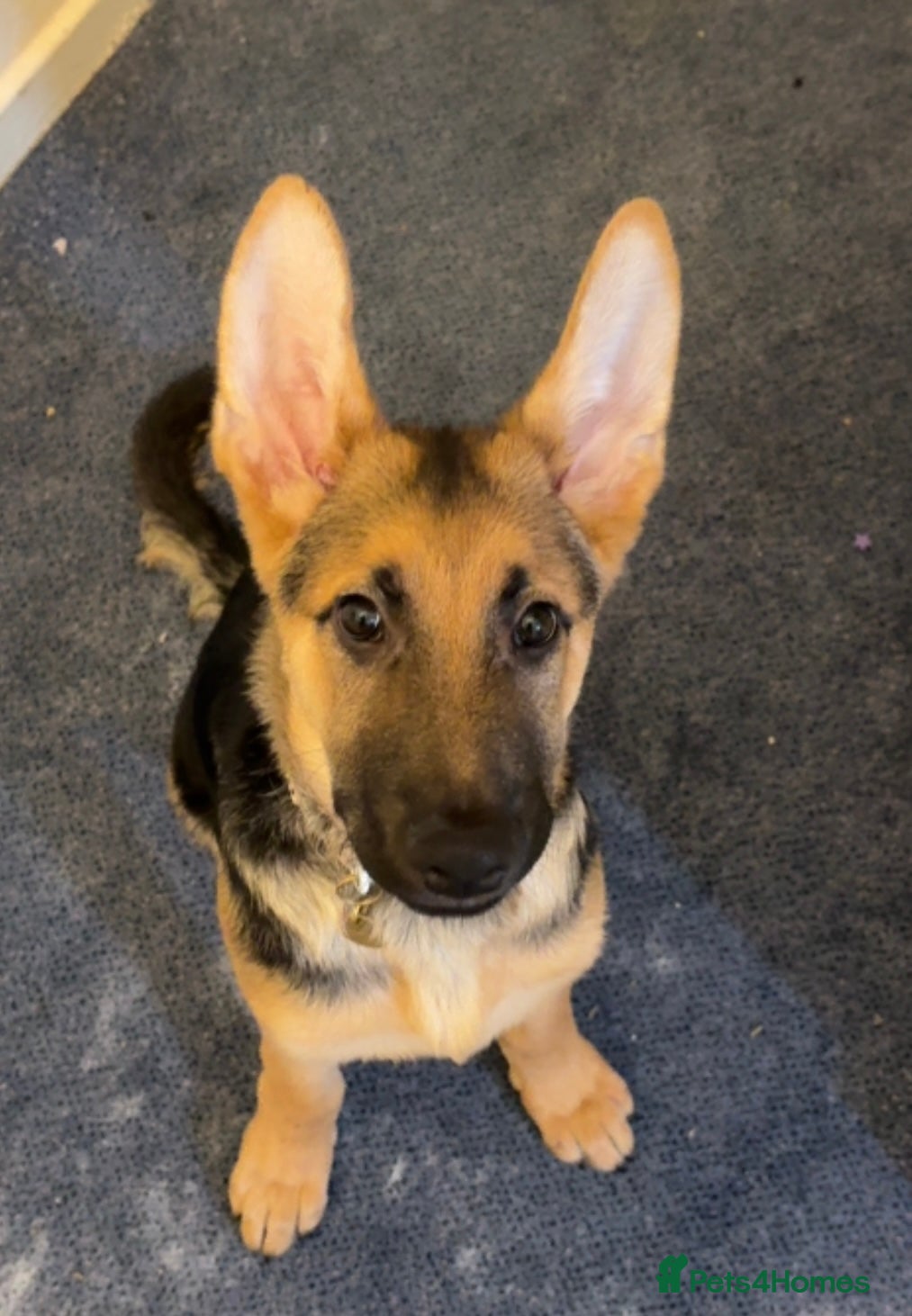 German Shepherd dogs German Shepherd Puppy “Goose”  in London - Advert 2