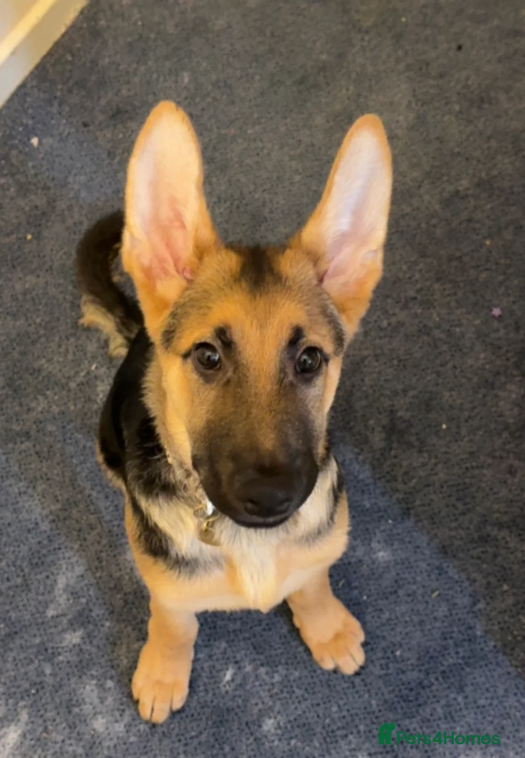 German Shepherd dogs for sale: German Shepherd Puppy “Goose”  - Advert 1