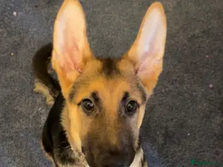 German Shepherd dogs German Shepherd Puppy “Goose” - Advert 1