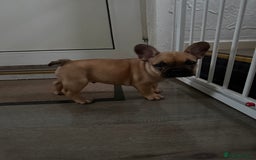 French Bulldog dogs for sale: French bulldog Coco  - Image 4