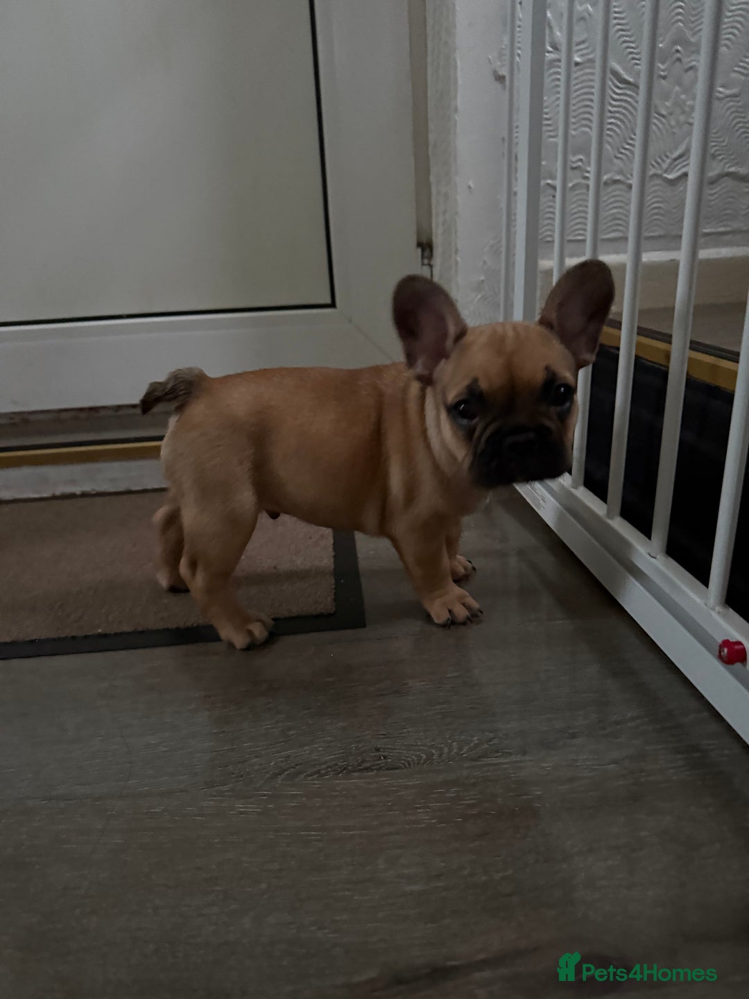 French Bulldog dogs for sale: French bulldog Coco  - Image 4