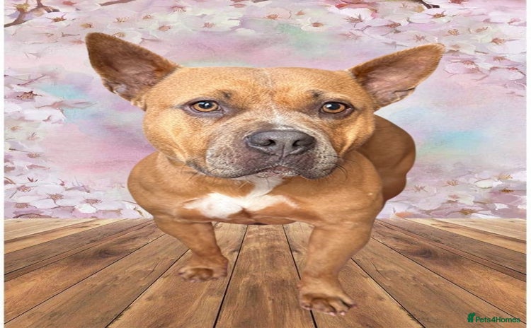American Bully dogs - Advert 2