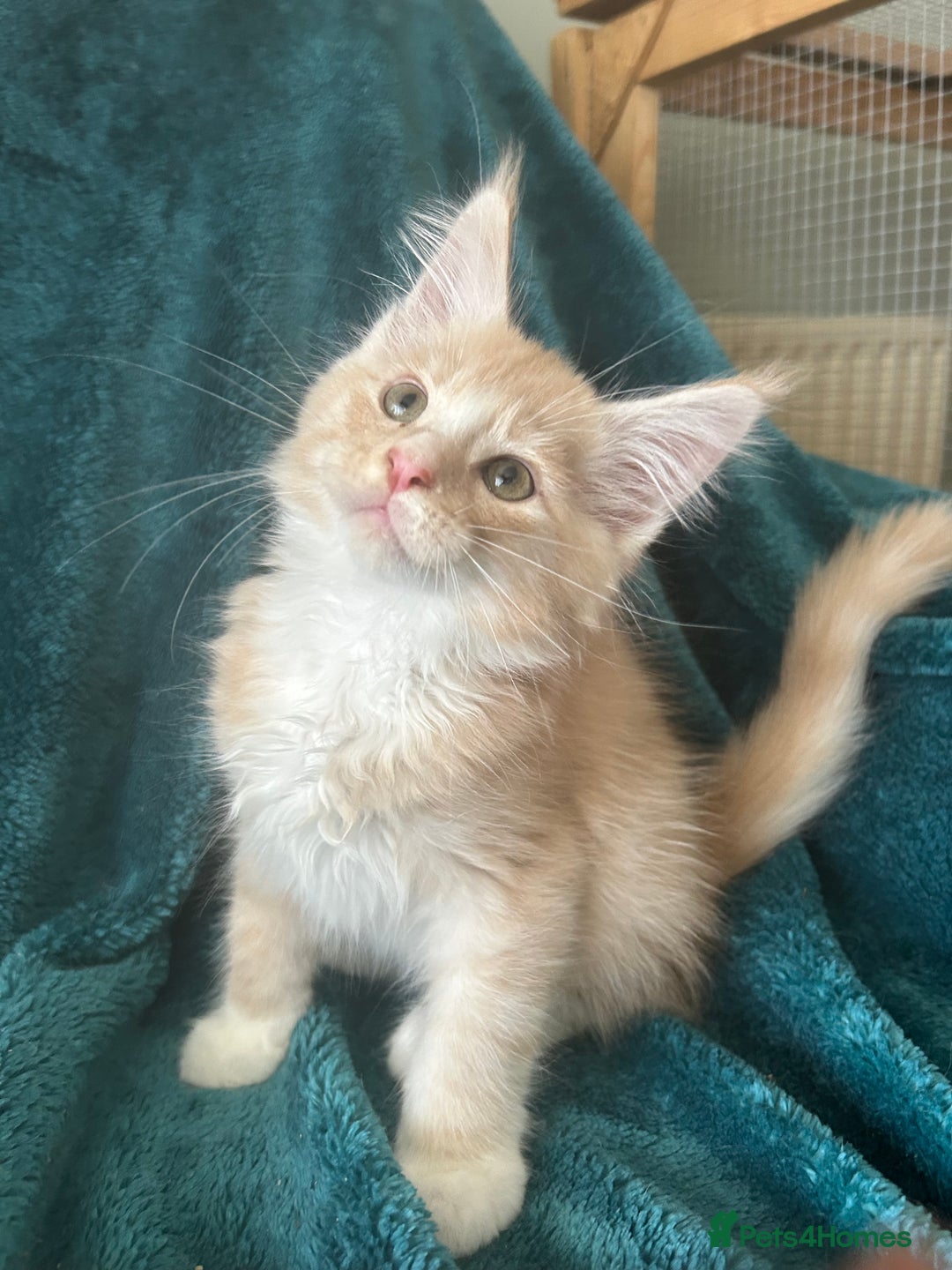 Maine Coon cats for sale: 4 LEFT! Tica registered non active mainecoons - Image 7