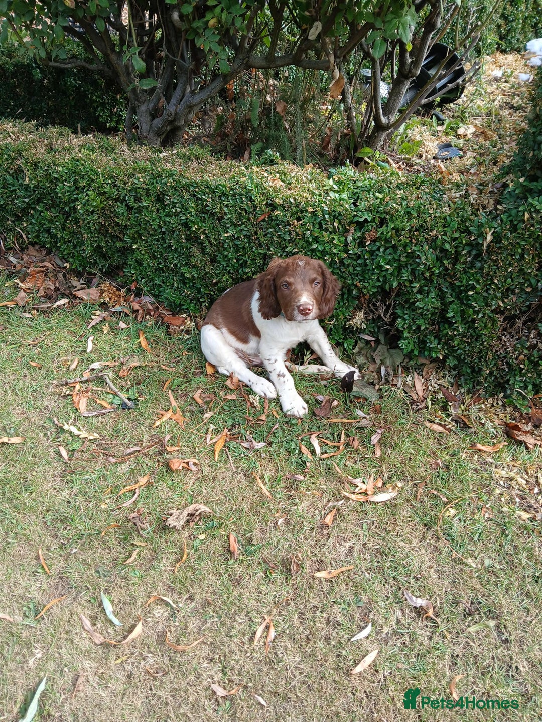 English Springer Spaniel dogs for sale: Last remaining springer puppy, Archie 'Mr Shy'  - Image 2
