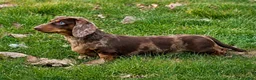 Miniature Dachshund dogs for stud: SHOW LINE CHAMP Bred Choc Dapple Mini Dachshund  - Advert 3