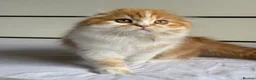 Scottish Fold cats for sale: Scottish Fold TICA Pedigree  - Advert 32