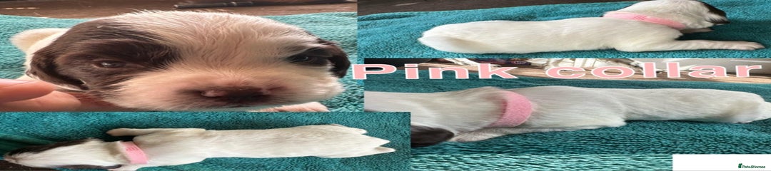 Sprocker Puppy 8