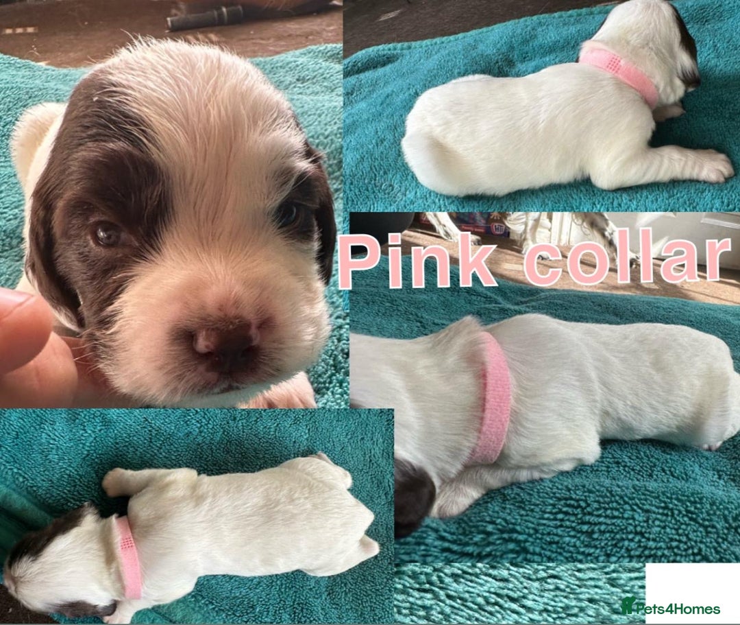 Sprocker dogs for sale: Sprocker for sale - Image 9