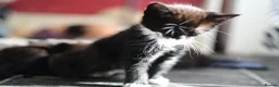 Mixed Breed cats for sale: Tuxedo Kitten looking 4 a home - Advert 7