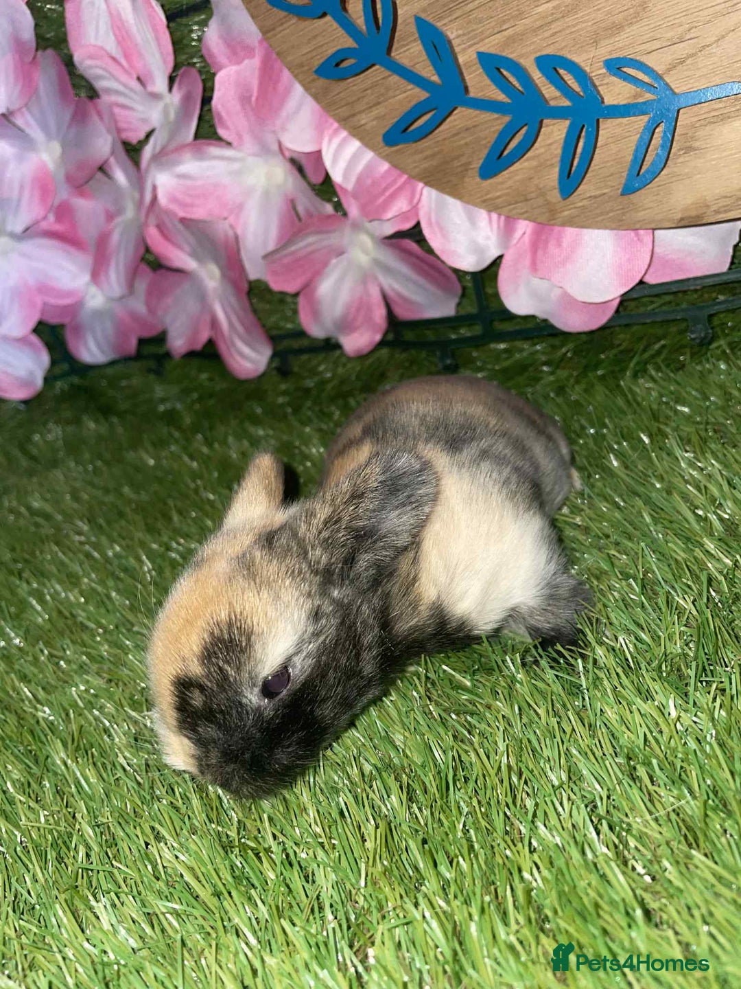 Netherland Dwarf rabbits for sale:  pedigree Neverland dwarf also have mini lops   - Image 8