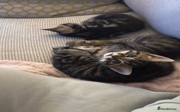 Mixed Breed cats for sale: Kittens looking for forever home  - Advert 15