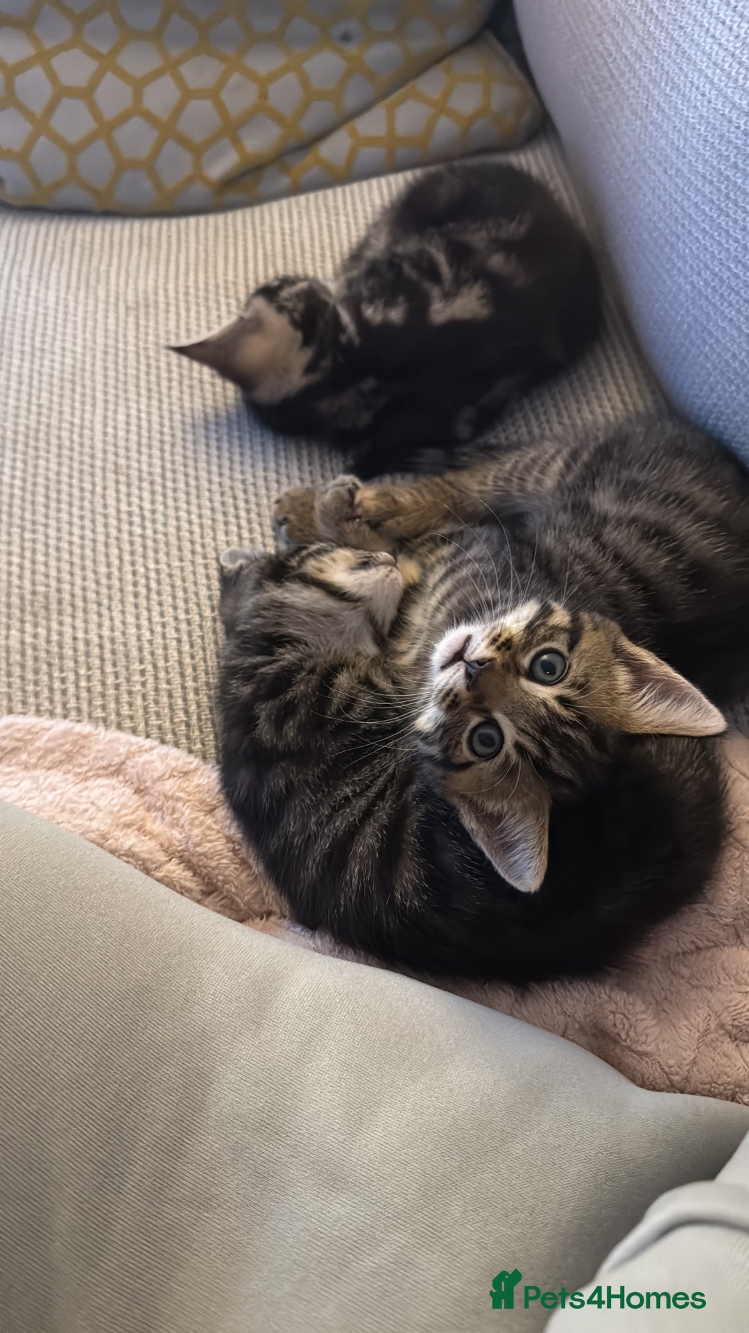 Mixed Breed cats for sale: Kittens looking for forever home  - Advert 15