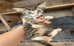 Mixed Breed cats for sale: Mixed coloured 8week old kittens  - Image 4