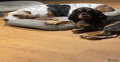 Cocker Spaniel dogs - Advert 4