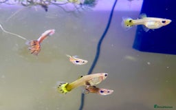 Live Bearers fish for sale: Mixed guppies - Image 1
