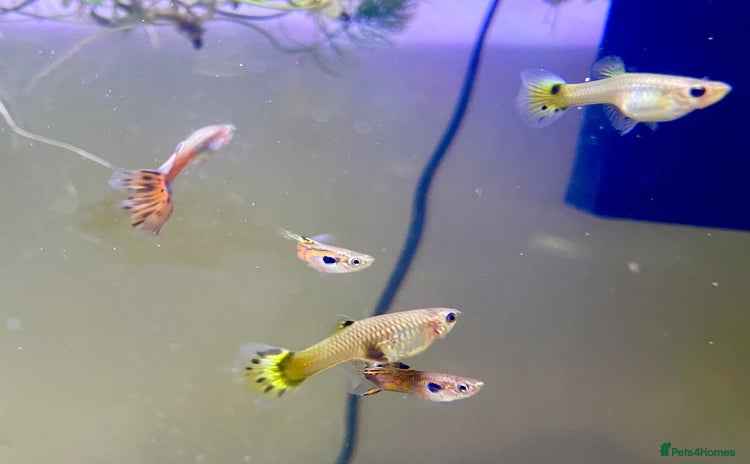 Live Bearers fish - Advert 2