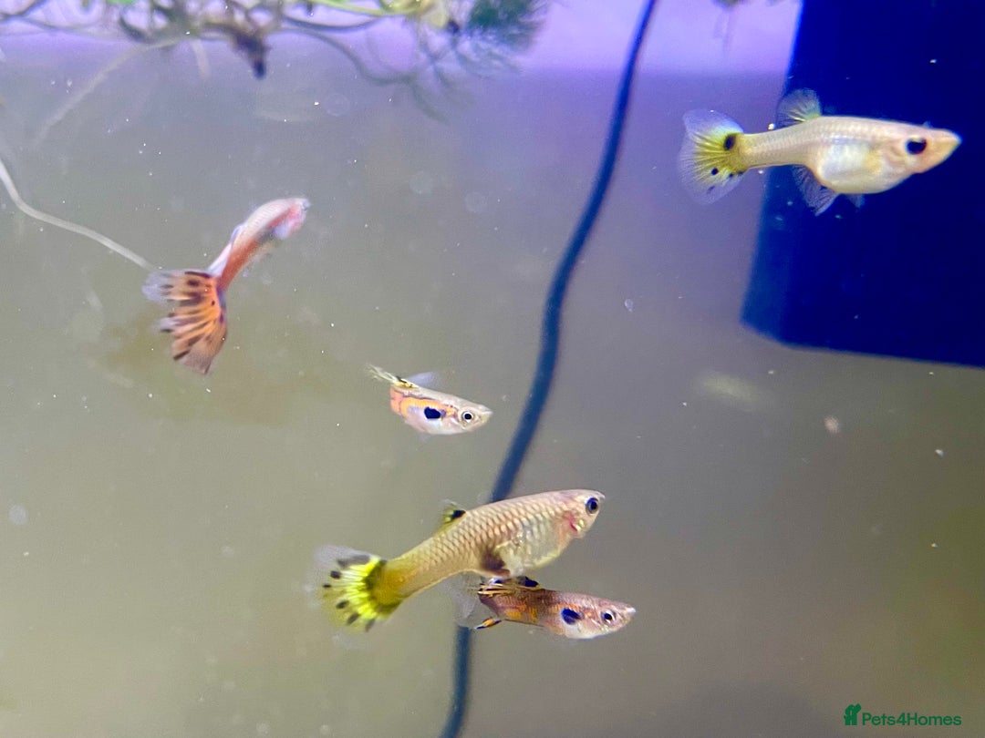 Live Bearers fish for sale: Mixed guppies - Image 1