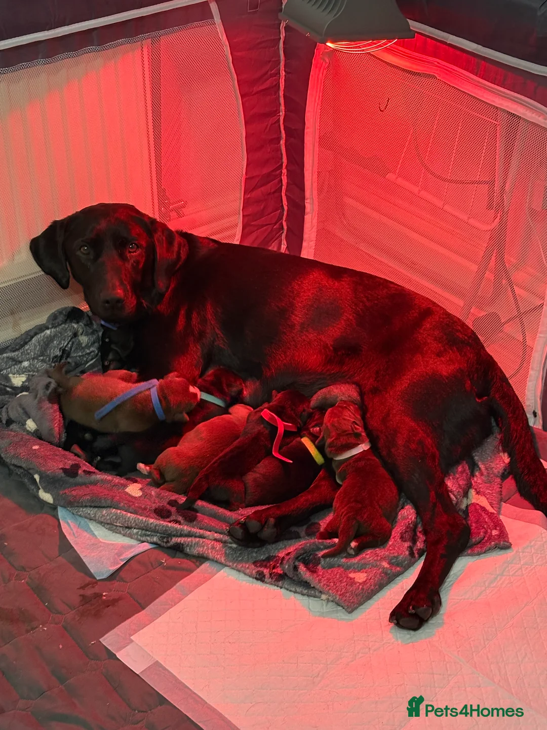 Mixed Breed dogs for sale: 🐾 Huskador puppies for sale 🐾 - Advert 8