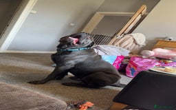 Cane Corso dogs for sale: CREED  - Image 2