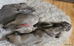 Staffordshire Bull Terrier dogs for sale: Staffordshire bull terrier  - Image 5