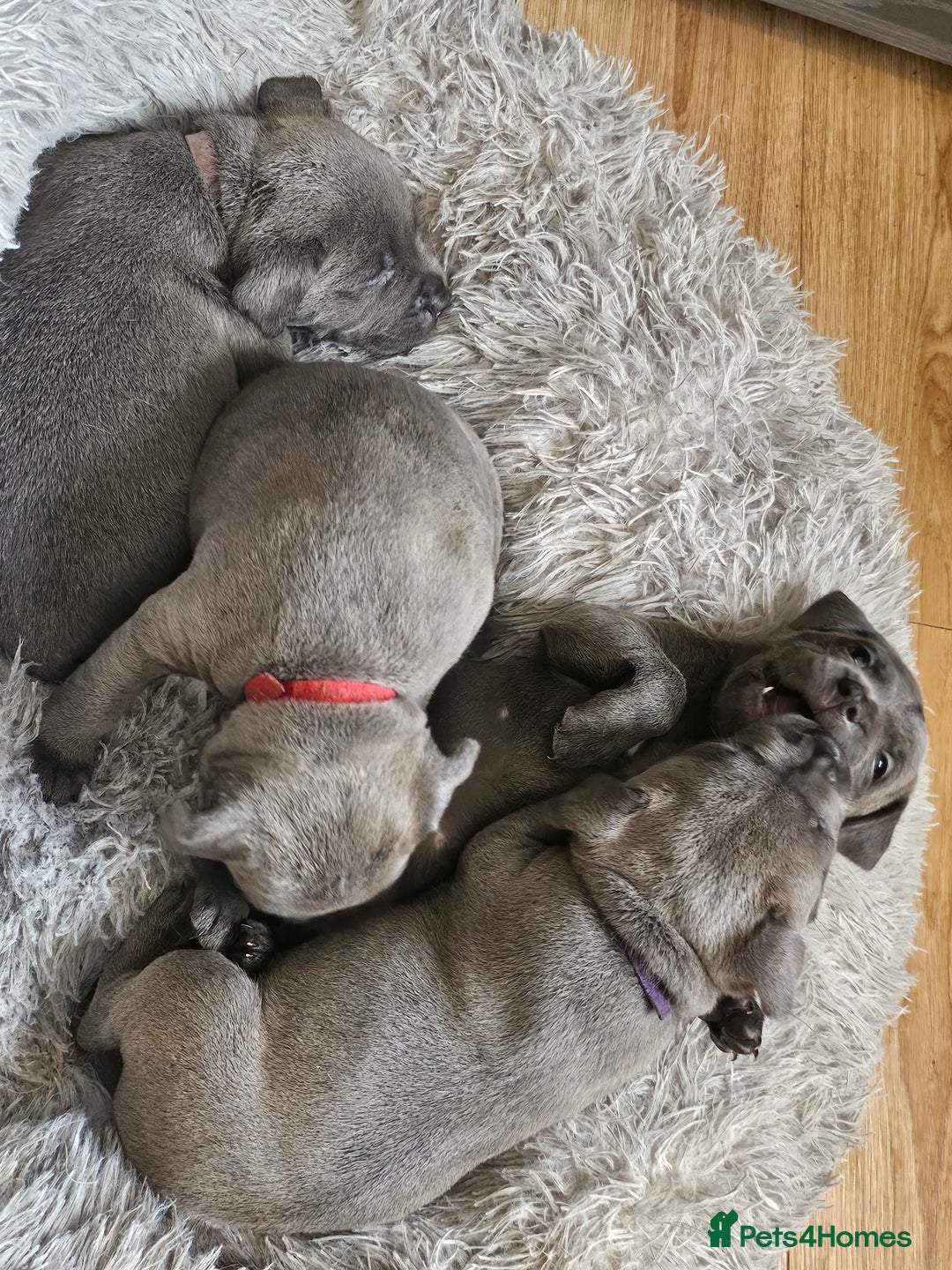 Staffordshire Bull Terrier dogs for sale: Staffordshire bull terrier  - Image 5
