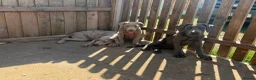Cane Corso dogs for sale: Cane corso pups fully vaccinated  - Advert 5