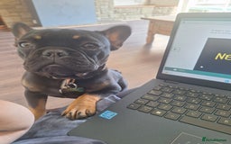 French Bulldog dogs for sale: Ted - French bulldog  - Image 2