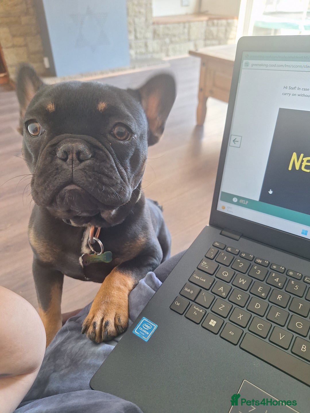 French Bulldog dogs for sale: Ted - French bulldog  - Image 2