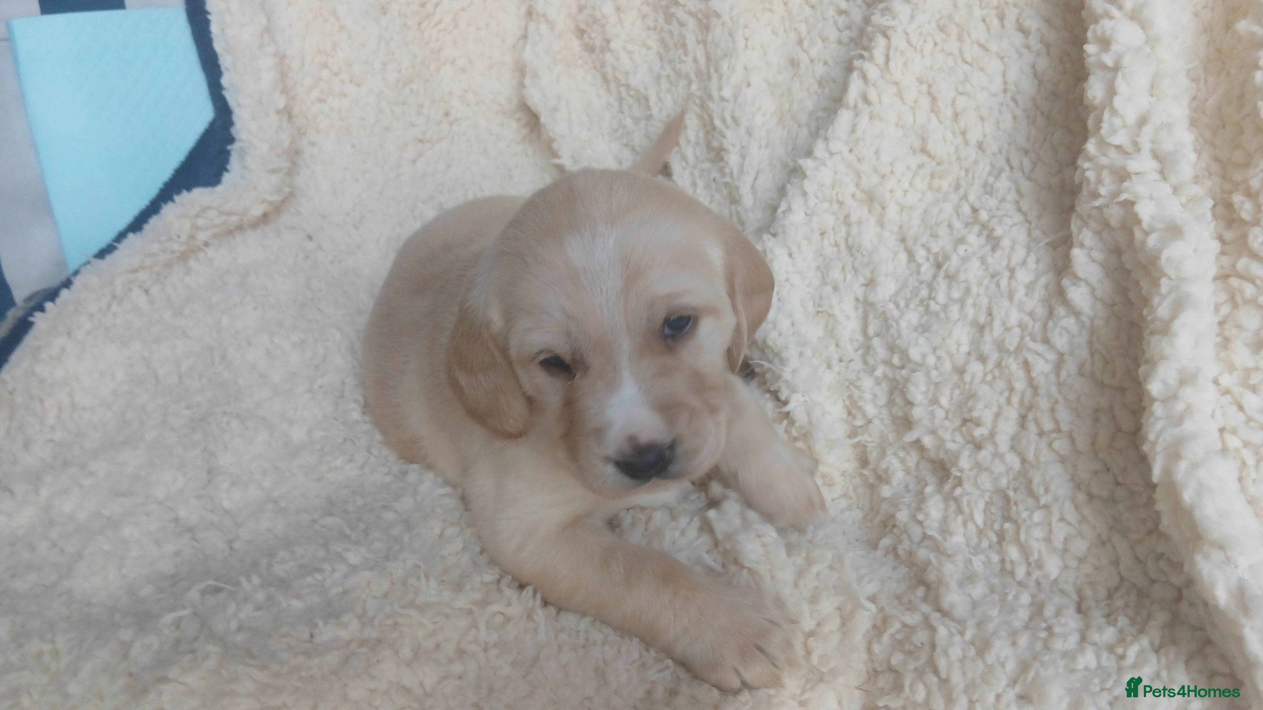 Blonde Girl Pink Collar Calli