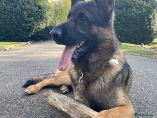 German Shepherd dogs in Wembley - Advert 17