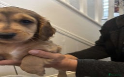 Cocker Spaniel dogs for sale: Fully Show type kc parents DNA tested all clear  - Image 7
