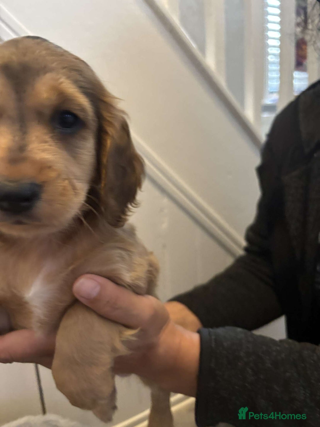 Cocker Spaniel dogs for sale: Fully Show type kc parents DNA tested all clear  - Image 7