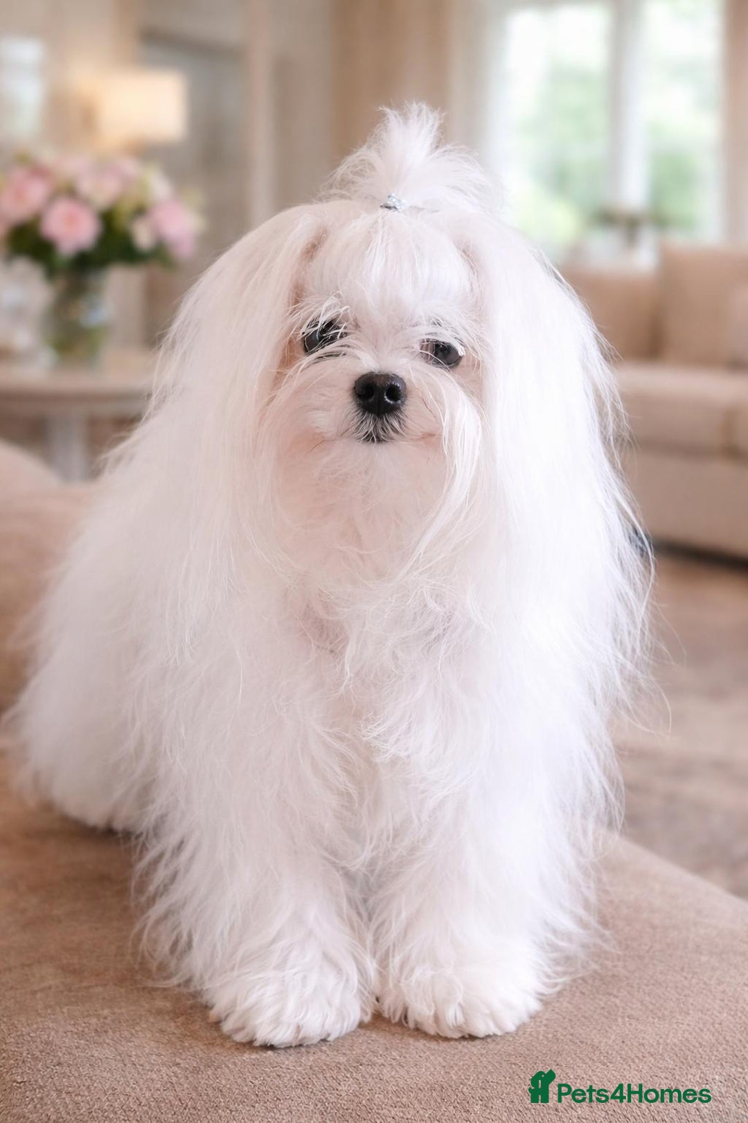 Maltipoo dogs for sale: Tiny Koreans maltipoo  - Advert 12