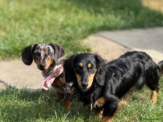 Miniature Dachshund dogs Miniature dachshunds - Advert 2